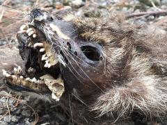 (Raccoon) juvenile skull