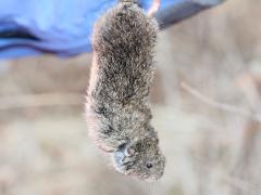 (Prairie Vole) female