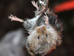 (Prairie Vole) male