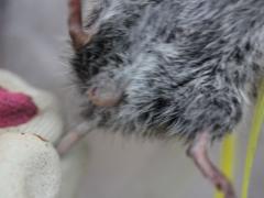 (Meadow Vole and Bot Fly)