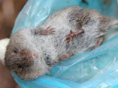 (Meadow Vole) male