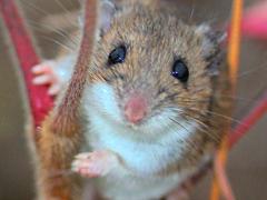 (White-footed Mouse) female on Staghorn Sumac