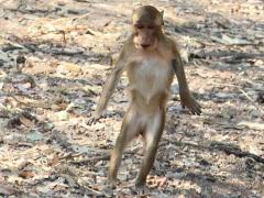 (Crab-eating Macaque) male juvenile