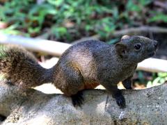 (Taiwan Squirrel) profile