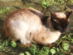 (Domestic Cat) Siamese