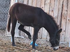 (Donkey) profile