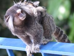 (Common Marmoset) female