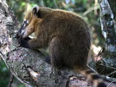 (Ring-tailed Coati) feeding