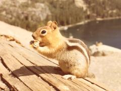 (Golden-mantled Ground Squirrel) nibbling