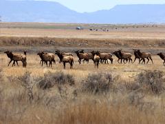 (Wapiti) herd