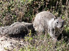 (California Ground Squirrel) face