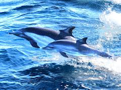 (Common Dolphin) leaping