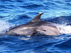 (Bottlenose Dolphin) calf