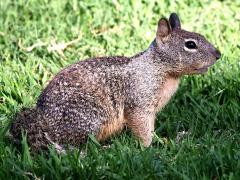 (California Ground Squirrel) profile