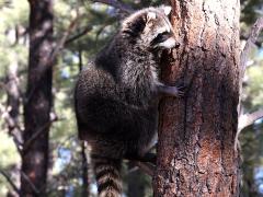 (Raccoon) climbing