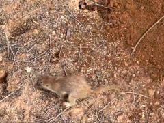 (Round-tailed Ground Squirrel) fleeing