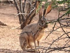 (Black-tailed Jackrabbit) standing