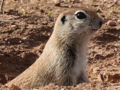 (Round-tailed Ground Squirrel) burrow