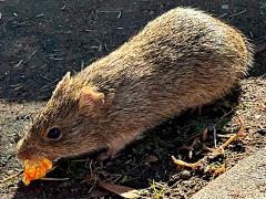 (Arizona Cotton Rat) stealing popcorn