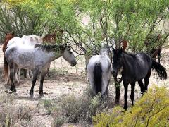 (Domestic Horse) herd