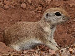 (Round-tailed Ground Squirrel) burrow