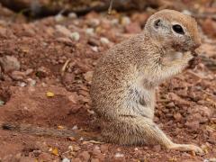 (Round-tailed Ground Squirrel) feeding