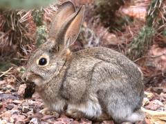 (Desert Cottontail) nibbles