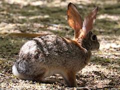 (Desert Cottontail) lateral