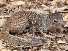 (Rock Squirrel) profile