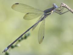 (Great Spreadwing) male