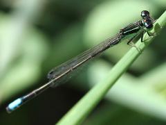 (Eastern Forktail) male