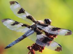 (Twelve-spotted Skimmer) male