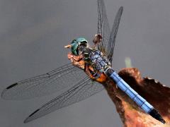 (Blue Dasher) male