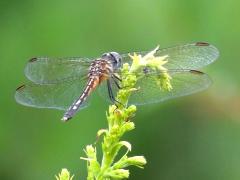 (Blue Dasher) female Iris