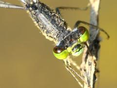 (Eastern Forktail) female head