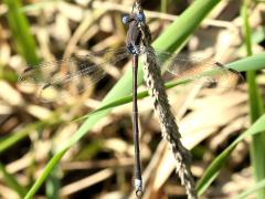 (Great Spreadwing) male