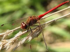 (Autumn Meadowhawk) male