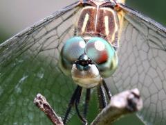 (Blue Dasher) female face