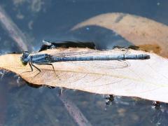 (Eastern Forktail) female