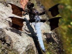 (Common Whitetail) male pruinose