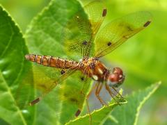 (Eastern Amberwing) female