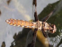 (Common Whitetail) female hovering