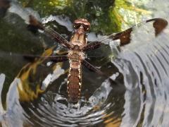 (Common Whitetail) female ovipositing