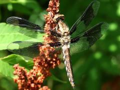 (Common Whitetail) male teneral