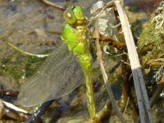 (Eastern Pondhawk) teneral molting from nymph