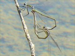 (Elegant Spreadwing) wheel