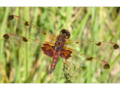 (Calico Pennant) male dorsal