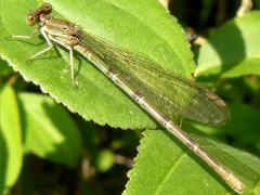 (Blue-ringed Dancer) female