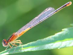 (Eastern Forktail) female teneral