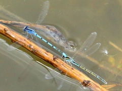 (Familiar Bluet) flying tandem